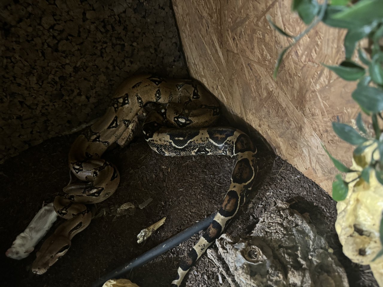 2 Boa Constrictor Imperator abzugeben - Schlangen - Wald-michelbach