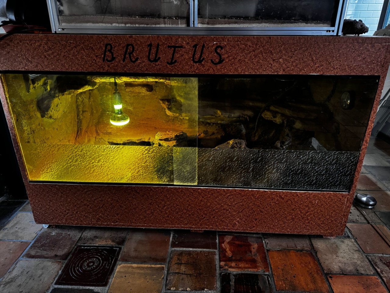 Bartagame mit Terrarium - Bartagame - Herzogenrath