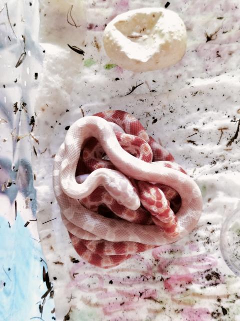 Kornnattern - Schlangen Natter - Hellenhahn-Schellenberg