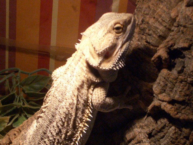 Bartagamen Männchen inkl. Terrarium - Bartagame - Aachen