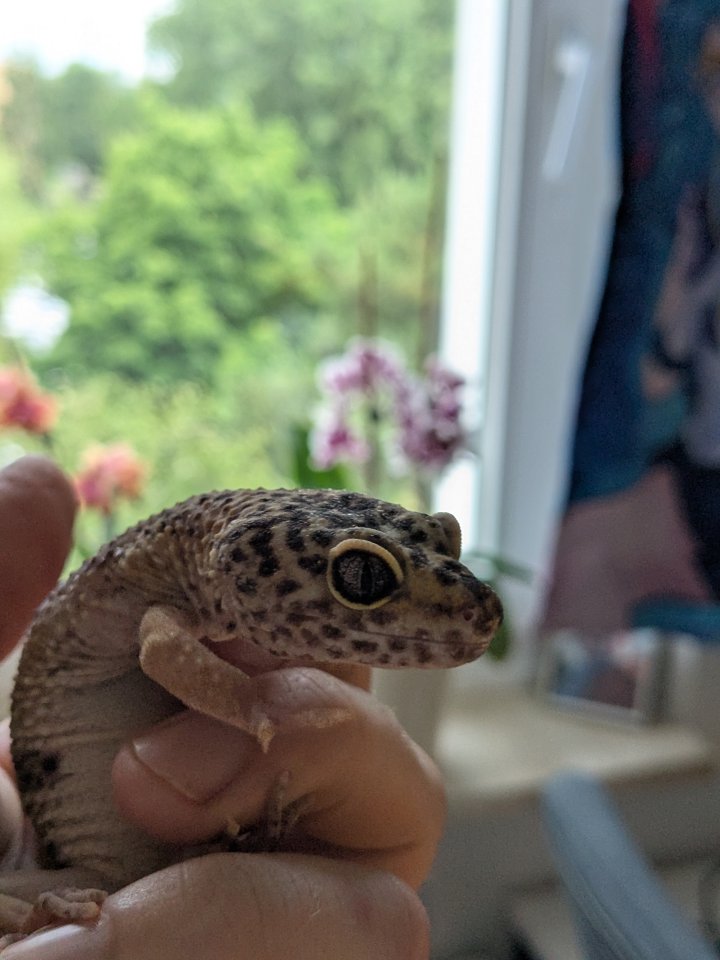 Leopardgeckos / Geckos aus Rostock - Gecko - Rostock