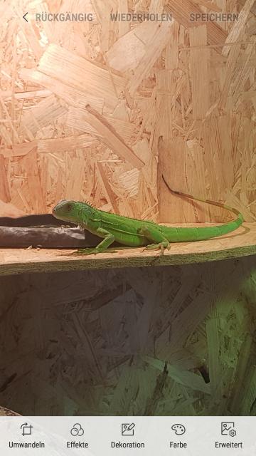 2 Grüne Leguane +Terrarium  - Leguan - Kempen