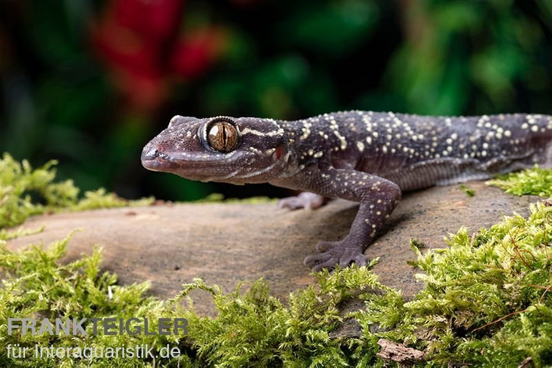 3 Blattzehengeckos + komplett ausgestattetes Terrarium - Echsen - Oranienburg