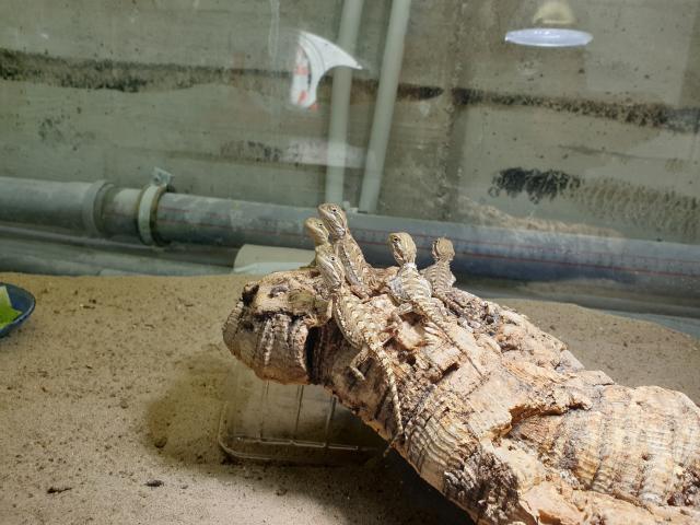 Zwergbartagamen Pogona Henrylawsoni - Bartagame Zwergbartagame - Mettmann