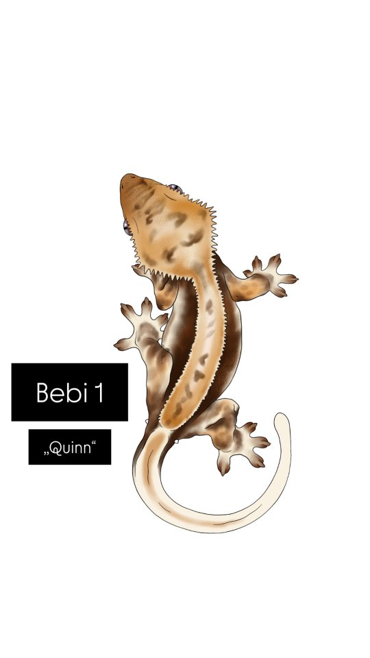 Kronengecko Babys Nachzucht Correlophus ciliatus - Gecko - Schafflund
