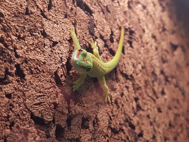 Madagaskar Taggeckos Phelsuma Grandis Jungtiere - Gecko - Königswinter 
