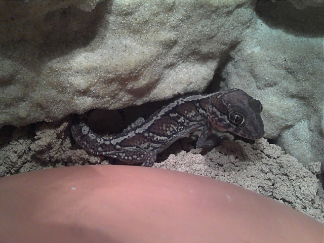 3 P.Picta mit Terrarium abzugeben - Gecko - Duisburg