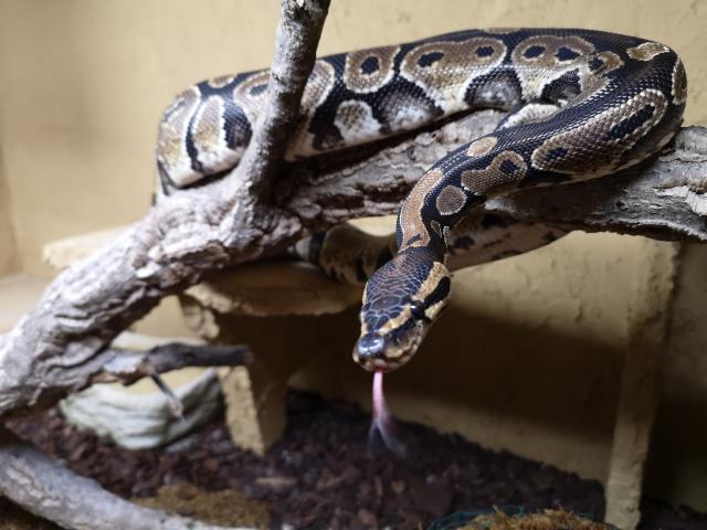 Königspython - Black Back 0.1 - Schlangen Python - Chemnitz