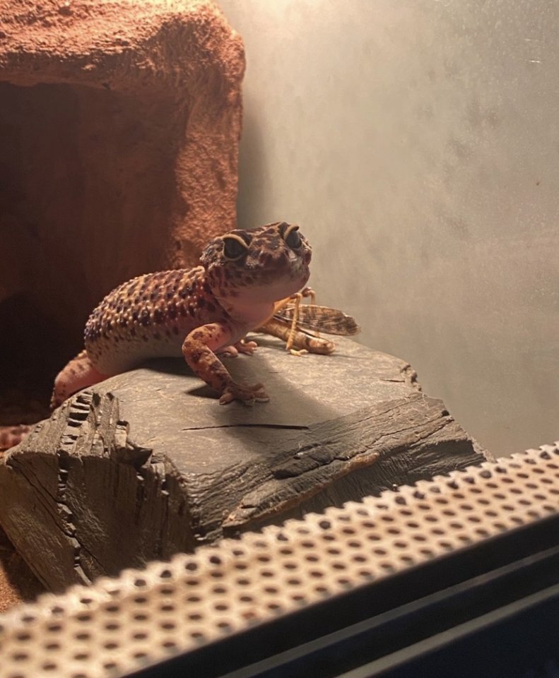 Leopardengeckos zu verkaufen - Gecko - Petersberg