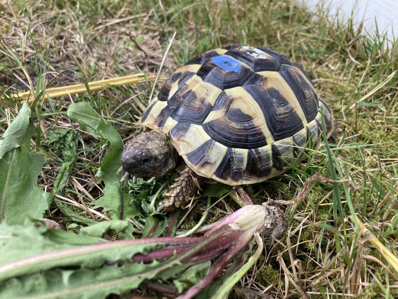 3 Griechische Landschildkröten NZ 2022 - Schildkroeten - Telgte