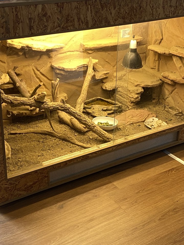 Reptilien Kleinanzeigen Reptilien Anzeigenmarkt Reptilien