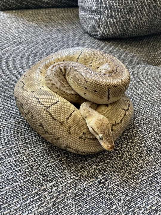 2 Königspythons inkl. Terrarien u. Zubehör abzugeben - Schlangen - Mülheim