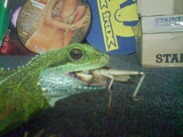 HEUSCHRECKEN GESUCHT!!!!     UND WER KANN MIR INFORMATIONEN ZUR HEUSCHRECKENZUCH - Futtertiere - Hannover