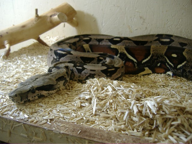 Boa constrictor constrictor - Schlangen Boa - Salzwedel