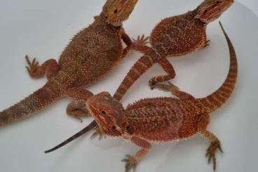 1.2 Bartagame Sandfire (and Highred) Pogona vitticeps - Bartagame - Hannover