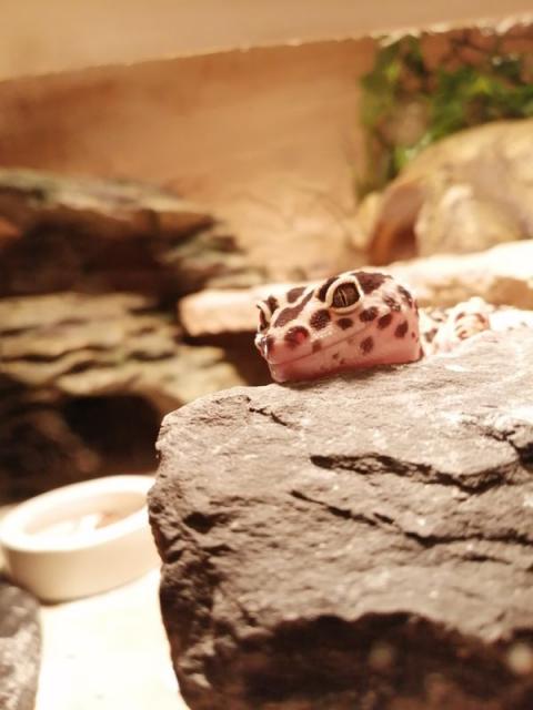 Leopardgecko Weibchen Mack Snow Zorro Bandit Bold Stripe - Gecko - Kleve