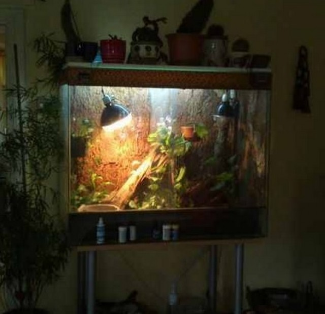 Zwei Stirnlappenbasilisken mit komplettem Terrarium und Zubehör - Leguan - Schopfheim-Gersbach