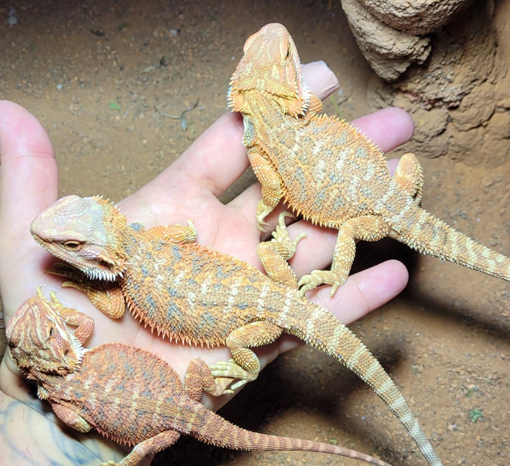 Red - Blue Tiger Dragon - Bartagame - Ludwigsburg