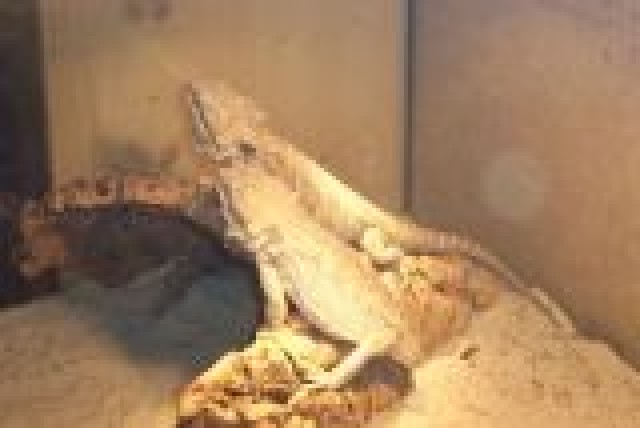 1.1 Pagona Vitticeps abzugeben - Sonstige Reptilien - Düren