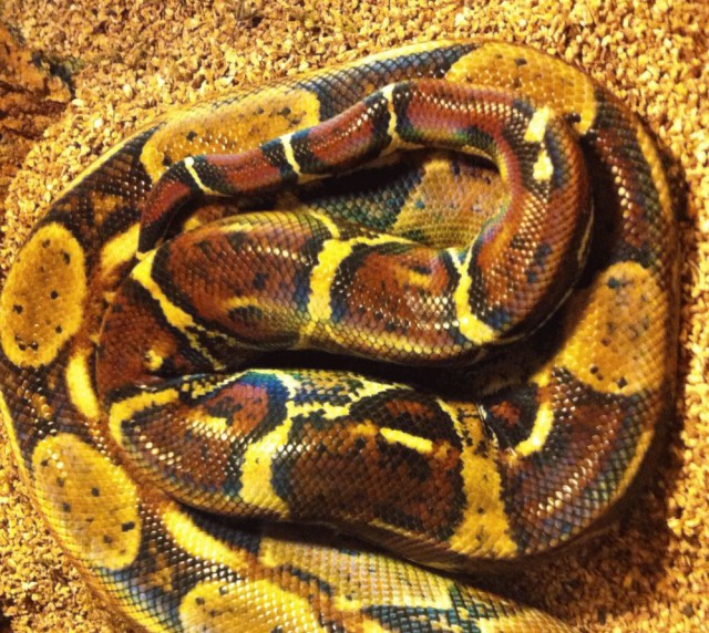 Tausche 1.1 Boa constrictor imperator von 2008 gegen Königspython - Schlangen Boa - Köngen