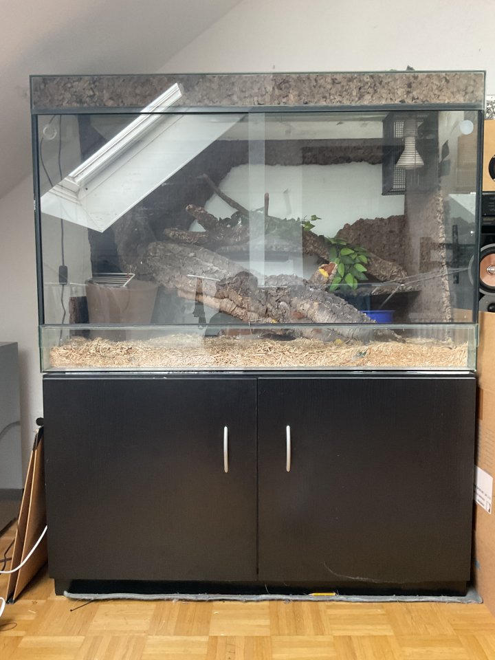 Kornnatter mit Terrarium - Schlangen - Hemmingen