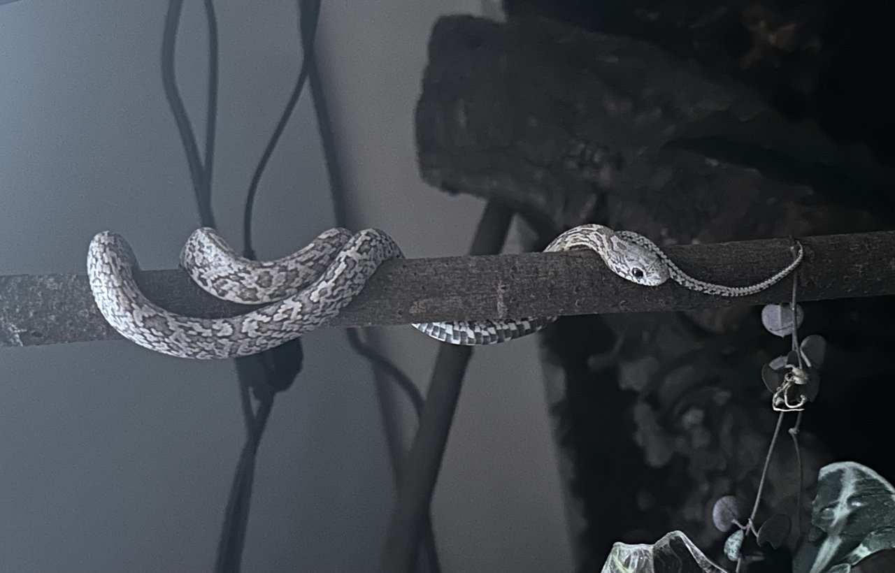 Schöne Kornnatter (Anery Sunkissed Tessera) sucht neues Zuhause - Schlangen - Sindelfingen
