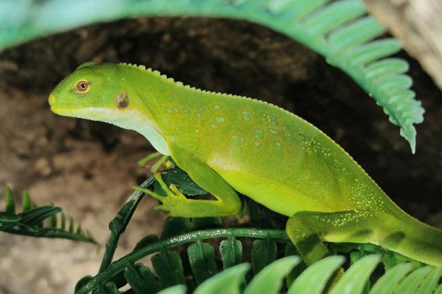 Fidschi Leguan / Brachylophus Fasciatus - Leguan - Schramberg