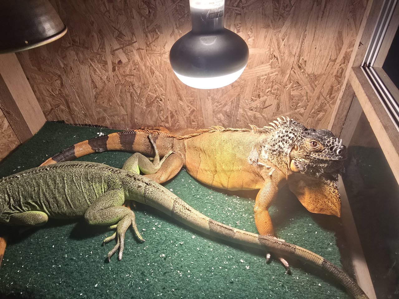 2 Weibchen Leguane teils Handzahm - Leguan - Frankenthal Zentrum