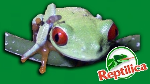 Herr - Frosch - Berlin