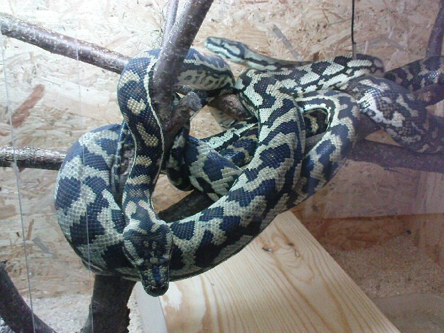 Teppichphyton / Morelia sp Chynei Zuchtpaar - Schlangen Python - rödermark
