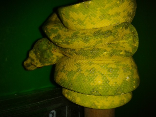 Morelia Viridis Biak hy mite,Corallus caninus guynana - Schlangen Python - rödermark