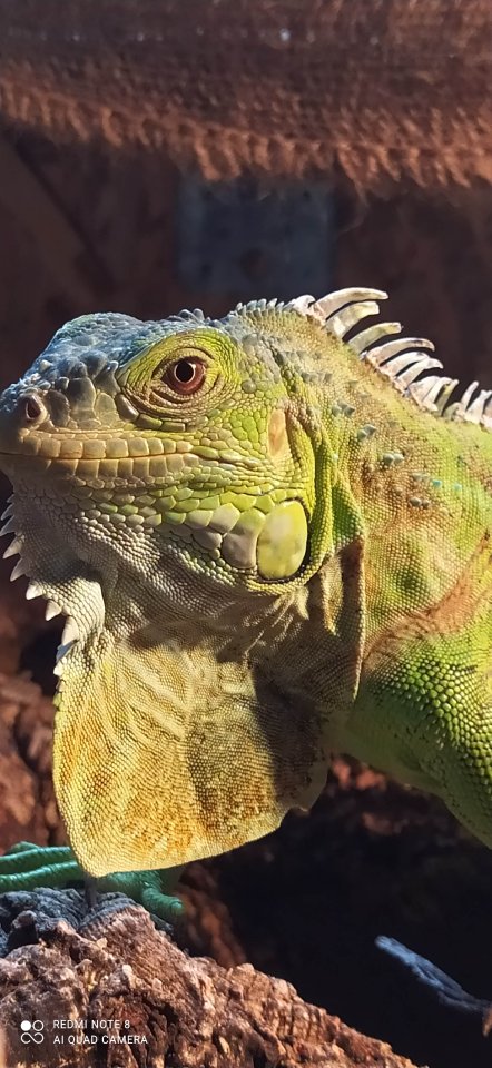Grüner Leguan Iguana Iguana - Leguan - Lörrach 
