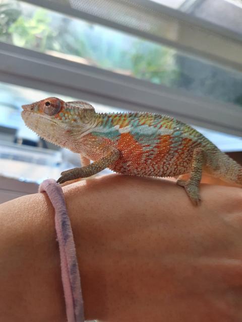 Pantherchamäleon NZ 08/2020 - Chamaeleon - Bünde