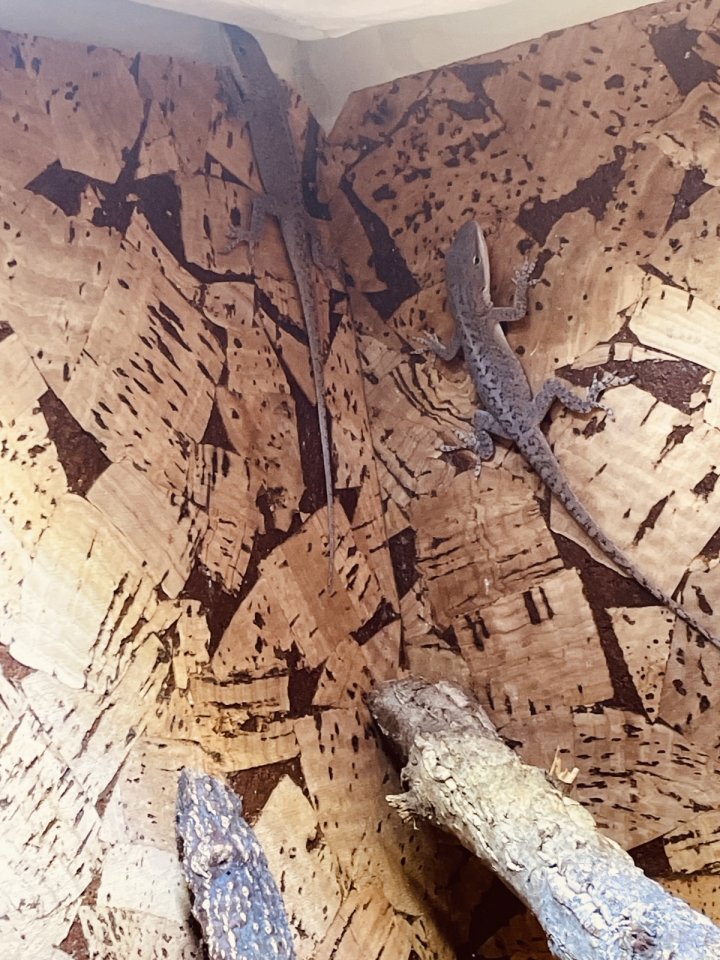 Anolis carolinensis (Rotkehlanolis) - Anolis - Karben