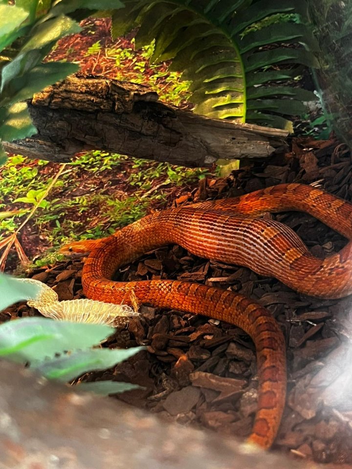 Kornnattern mit Terrarien - Schlangen - Arnsberg-Holzen