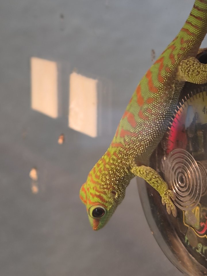 Phelsuma grandis, madagaskar taggecko - Gecko - Zschorlau