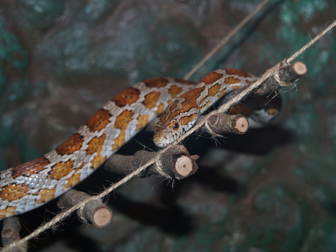 Kornnattern natur abzugeben - Schlangen - Eckersdorf