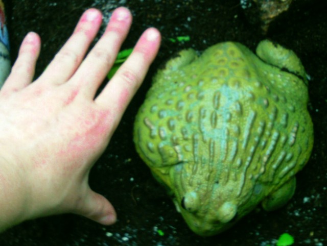 Pyxicephalus adspersus, Afrikanische Ochsenfrösche zu verkaufen - Frosch - München