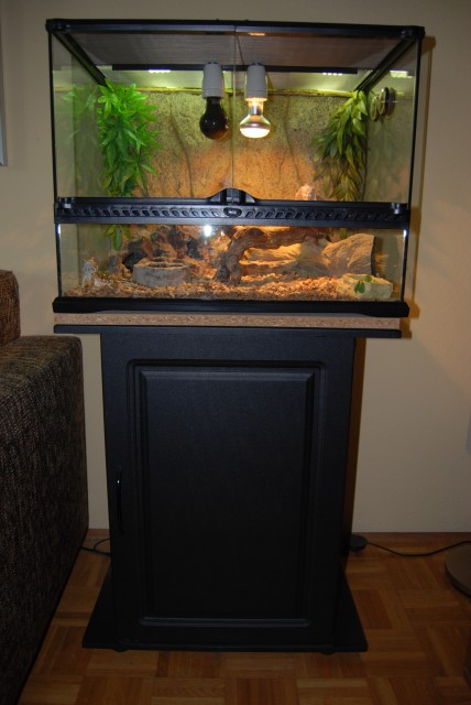 Zwergbartagame (weiblich) mit Terrarium und Zubehör zu verkaufen - Bartagame Zwergbartagame - Köln