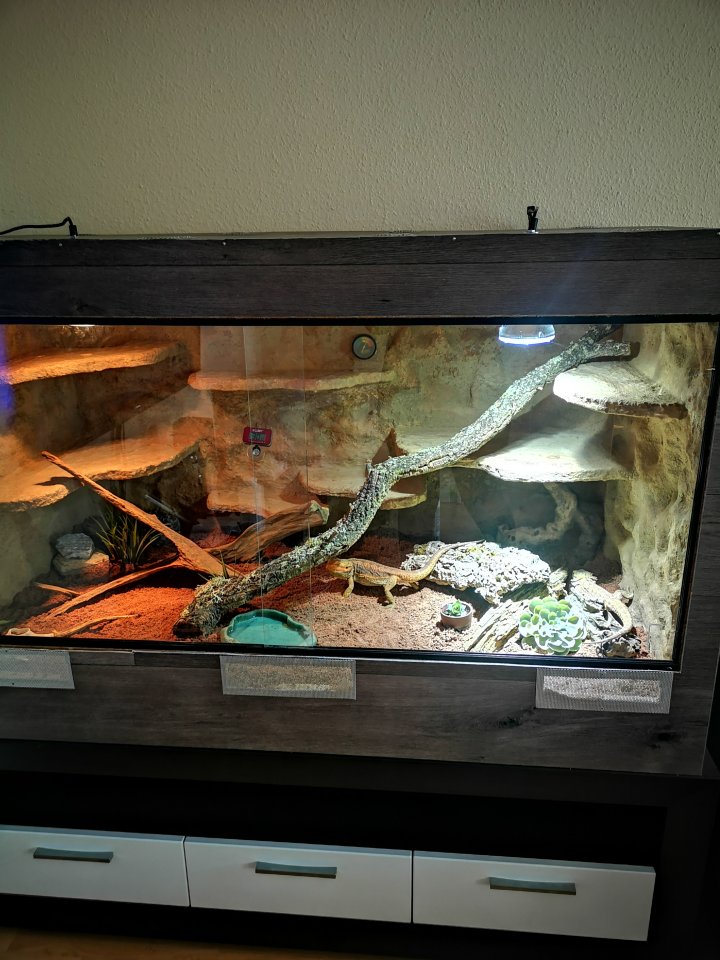 Bartagamenpärchen und Terrarium - Bartagame - Bad Lauchstädt