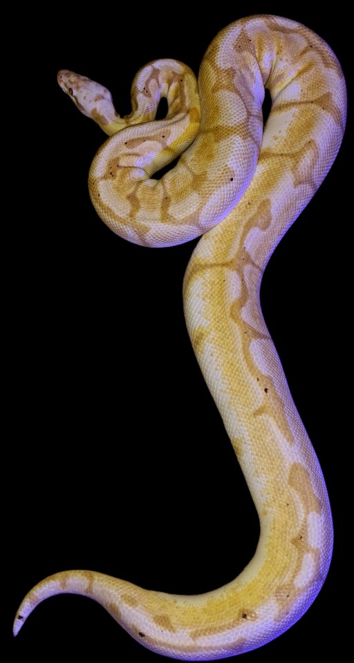 0.1 Banana Bumblebee 2015 - Schlangen - Rödinghausen