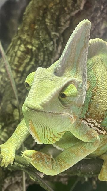 Jemenchamäleon Männchen 1J. Lübeck - Chamaeleon - Lübeck 