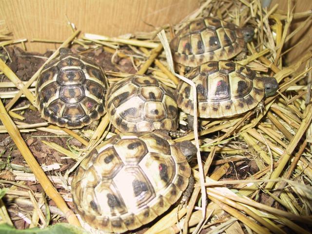 Griechische-Landschildkröten THH und THB - Schildkroeten - Köln-Nord