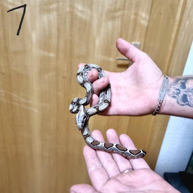 Boa constrictor Babys - Schlangen Boa - Lampertheim 