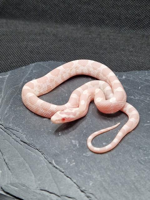 Kornnatter Babys zu verkaufen  - Schlangen Natter - Neumünster