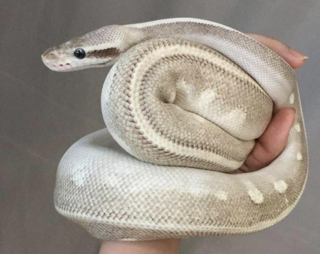 1.0 Python Regius (Deep Purple Passion pos HGW) - Schlangen Python - Wiesbaden 