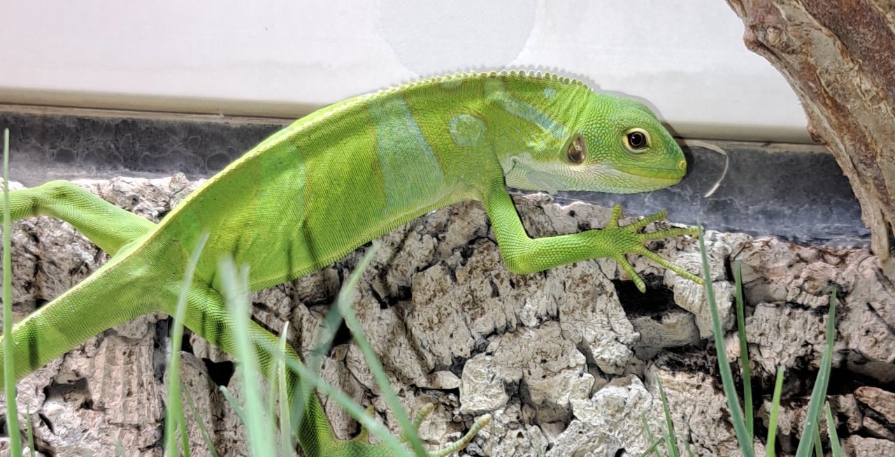 Fidschi Leguan Männchen - Terrarien - Marschacht