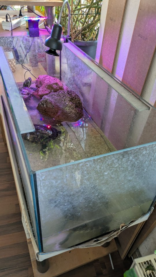 Aquarium/Terrarium mit Wasserschildkröten - Schildkroeten - Plauen