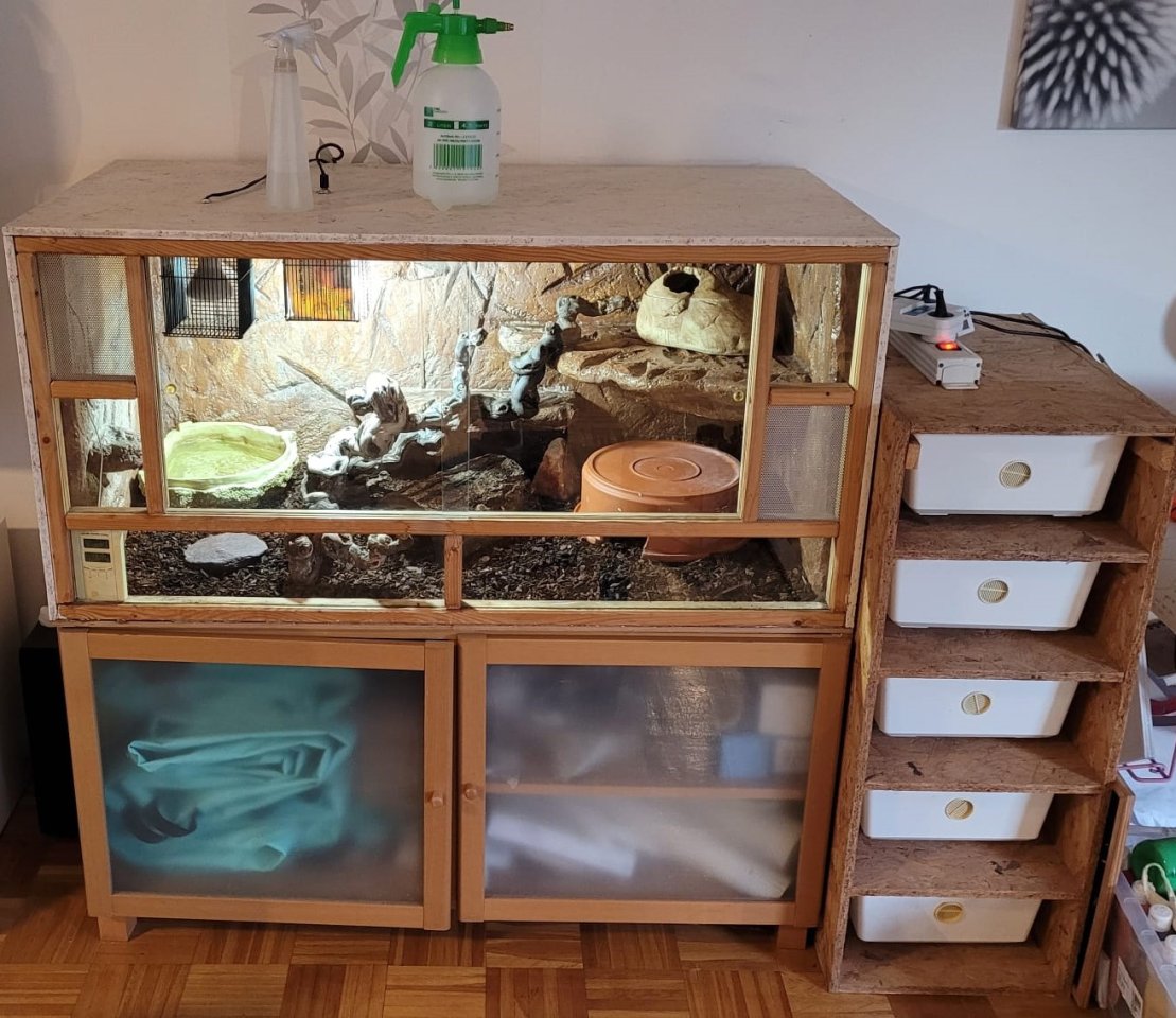 3 Pythons und vollständige Einrichtung des Terrariums - Schlangen - Gross Niendorf
