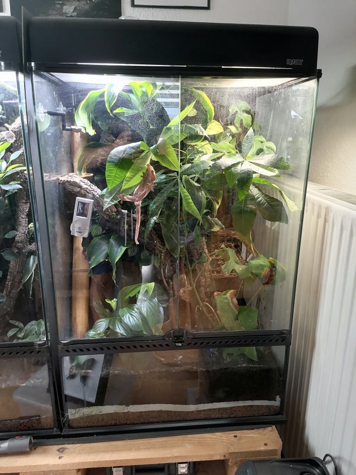 Kronengecko inkl. Terrarium - Gecko - Geschwenda